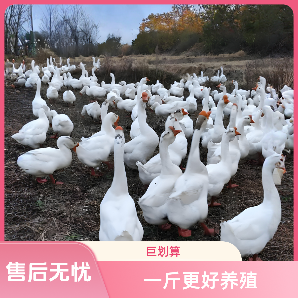 宠物特大种三花鹅一斤包邮到家鹅苗出售直播