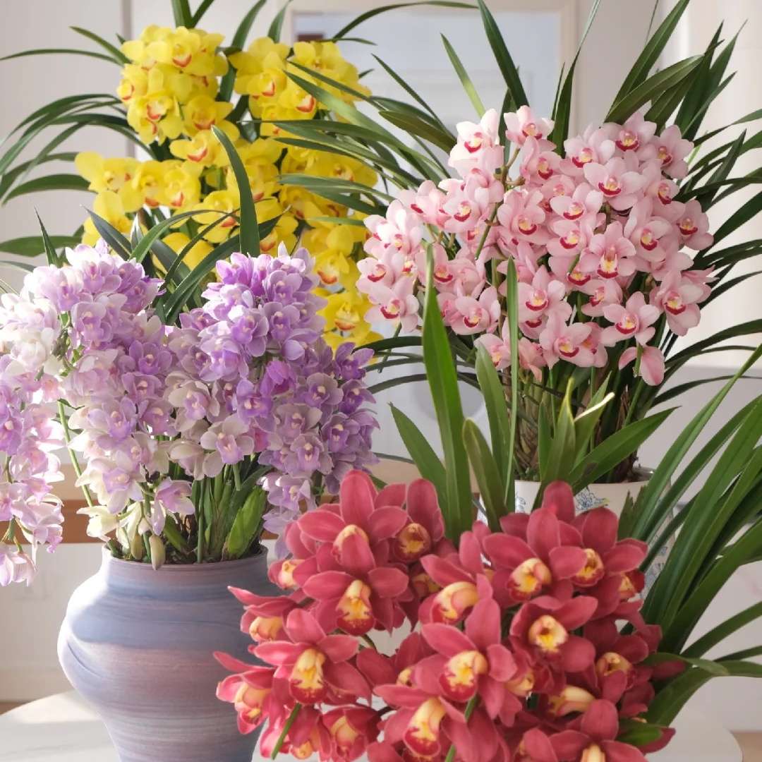 【大花蕙兰福袋】不指定品种颜色花剑支数惊喜体验盆栽云南基地直发