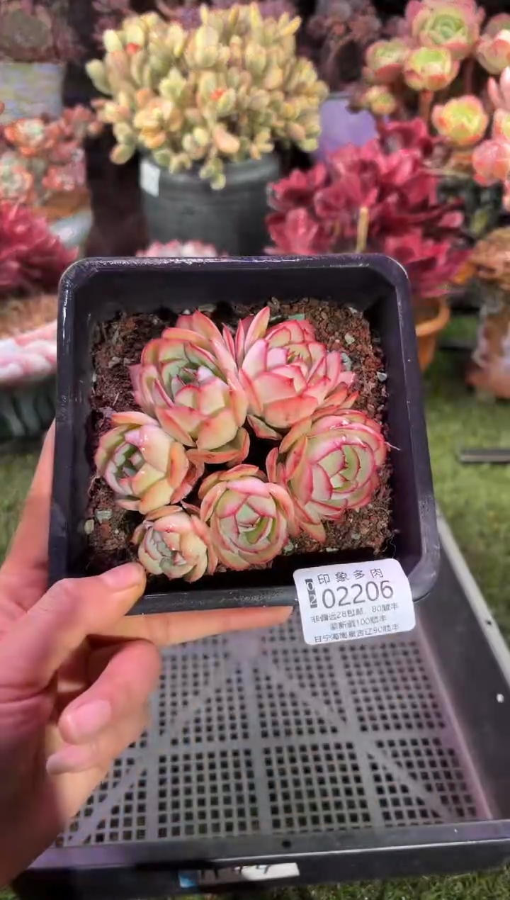 【闪购商品】02206