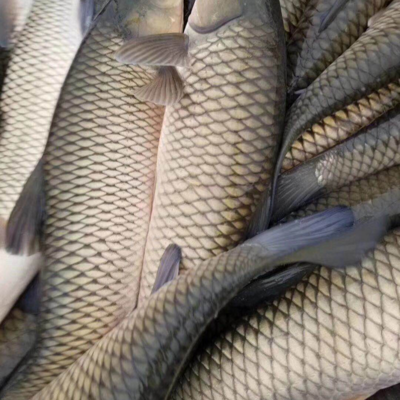 【条】冰鲜现捞   草鱼