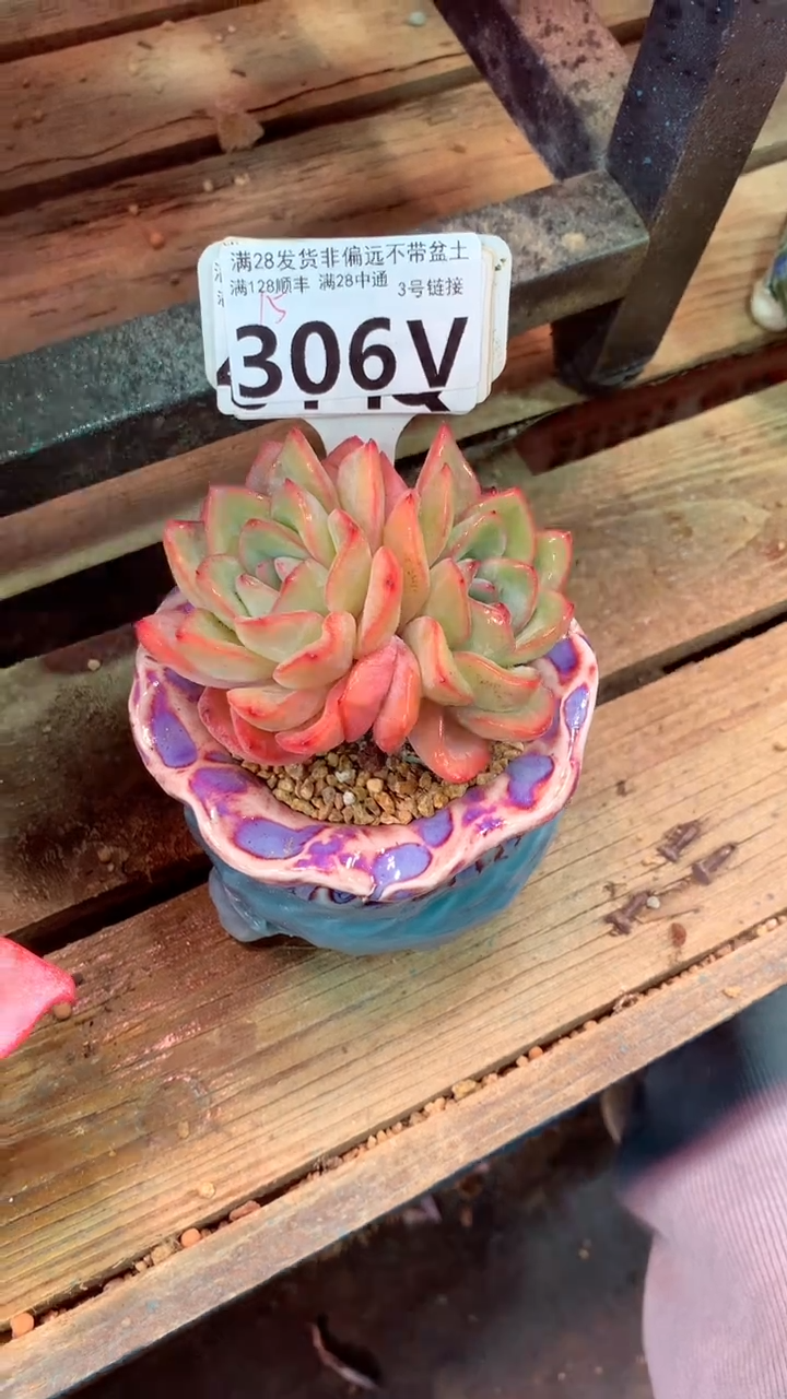 306V(一物一拍实付满28发货，默认不带盆土）