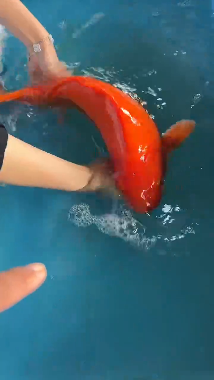 锦鲤太饱锦鲤36cm-45cm不包邮到付