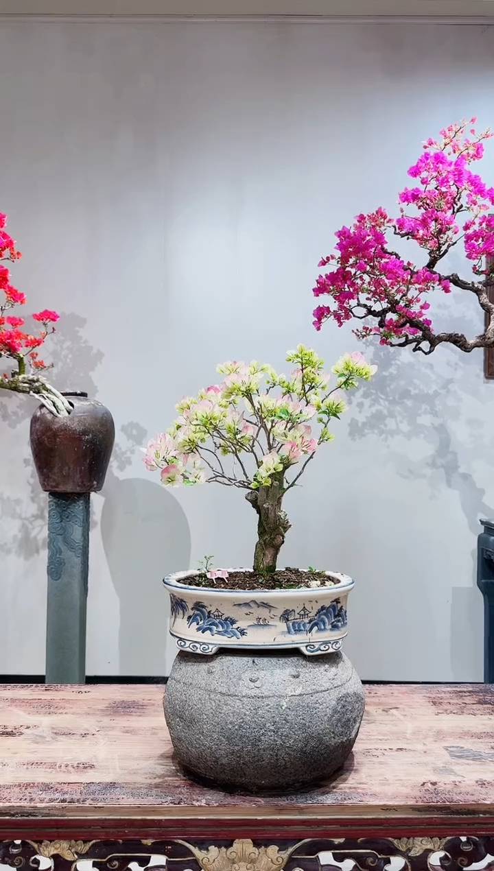 【闪购商品】盆景老粧绿樱