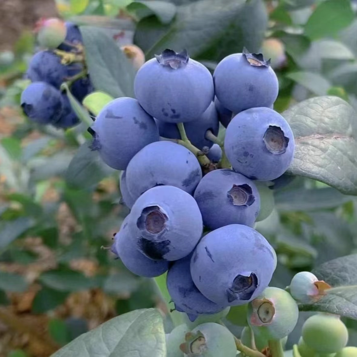 兔眼蓝莓（新手推荐）适合阳台 户外 露天土地