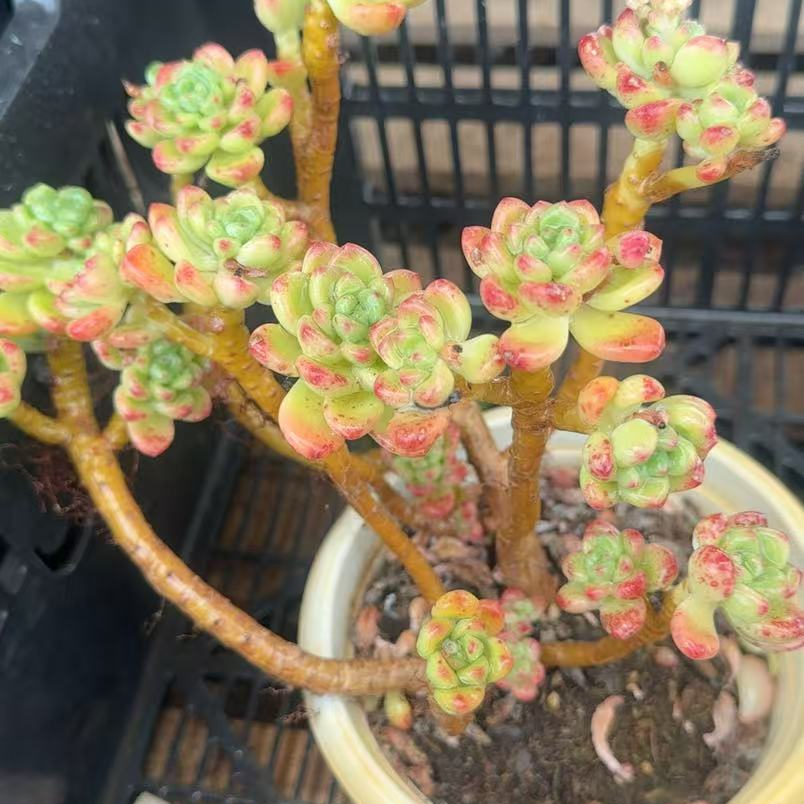 4年老庄多肉植物香格里拉精品（多样性发货18-20公分左右盆栽老庄）