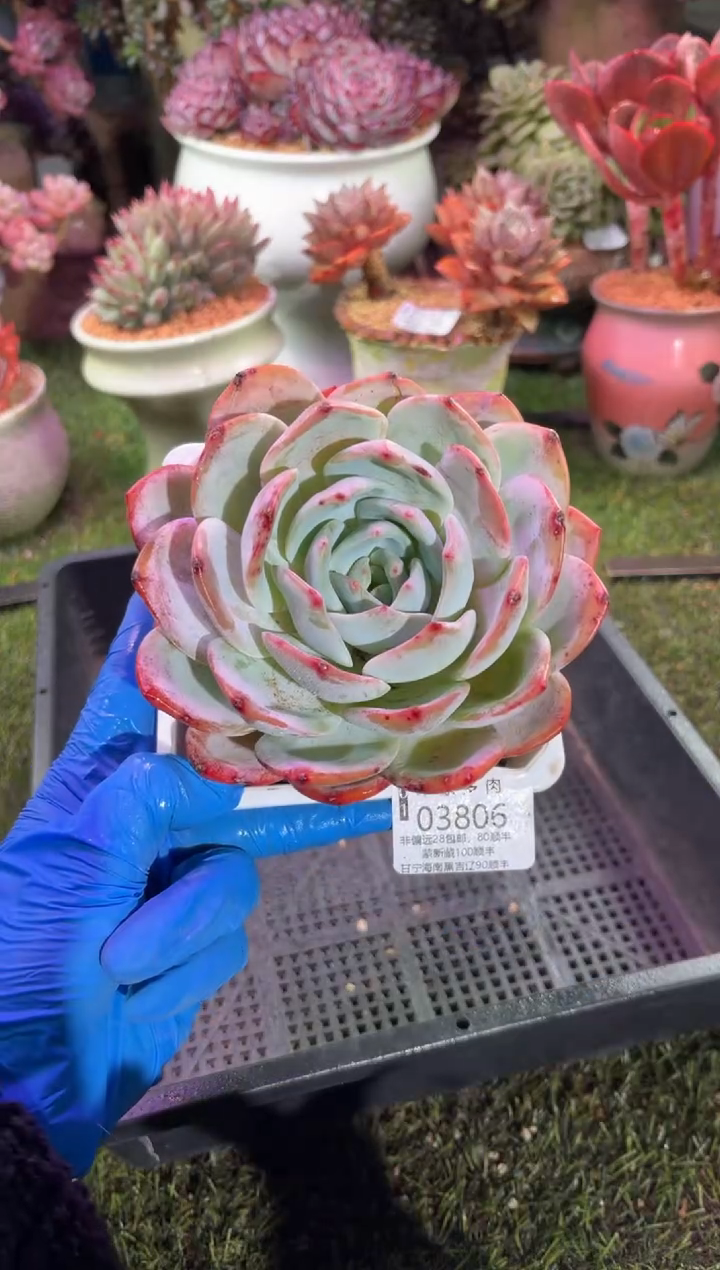 【闪购商品】03806