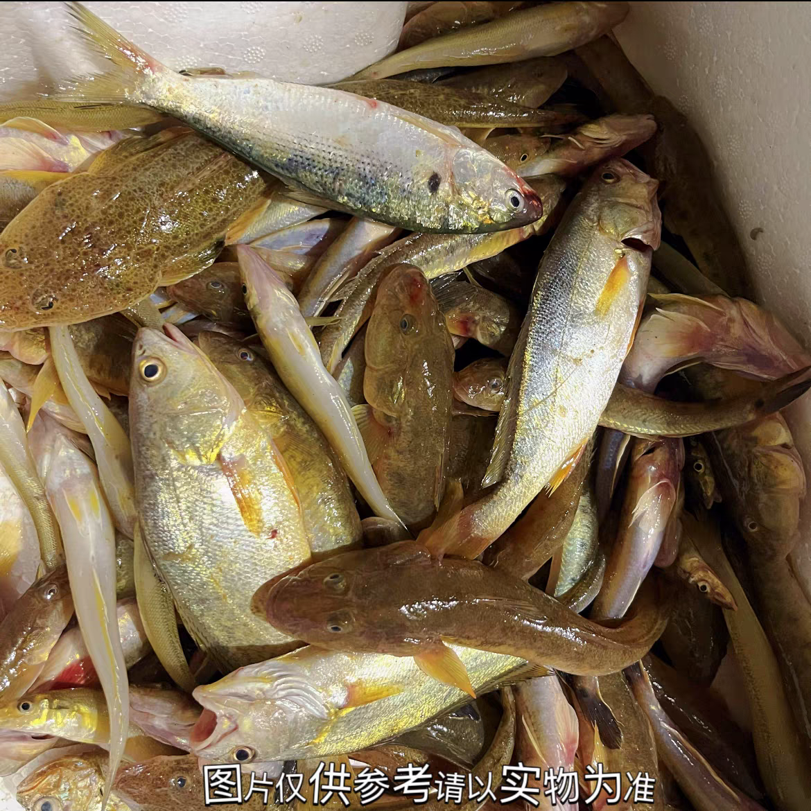 新鲜海杂鱼  顺丰冷链快递，冷冻发货