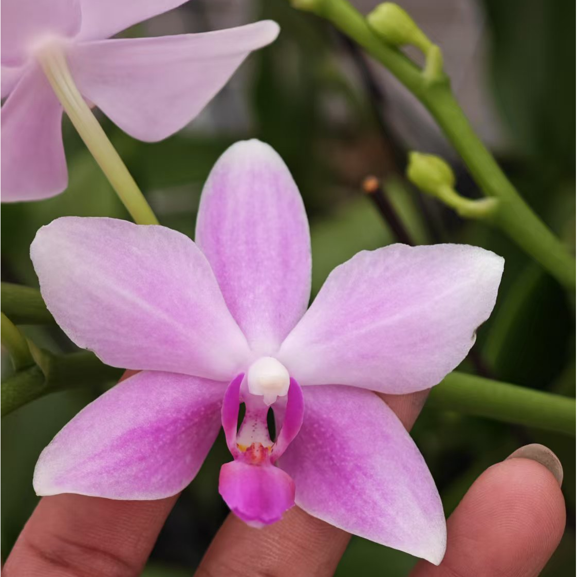 蝴蝶兰  紫水仙3.5+ 开花株（不售后，请谨慎下单！）