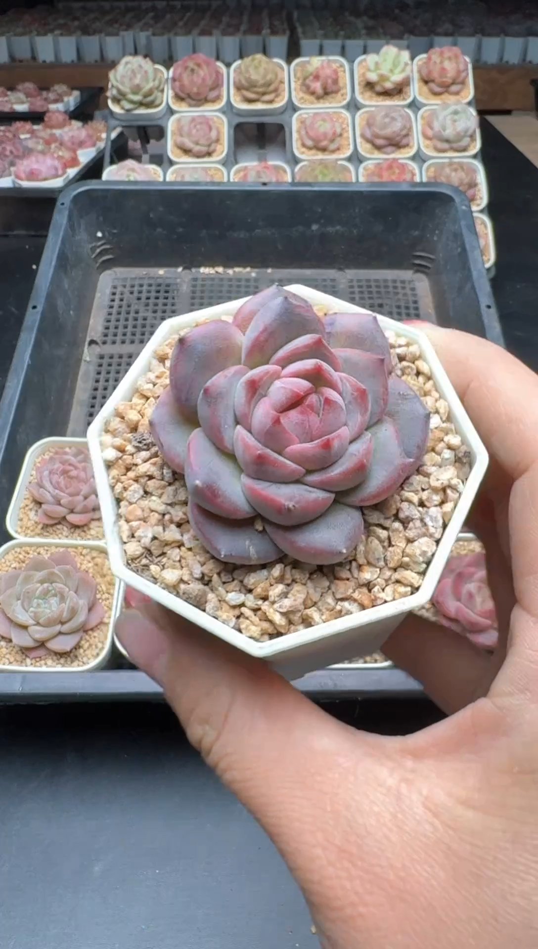 【闪购商品】284A号一物一拍多肉花卉植物拍3颗起发