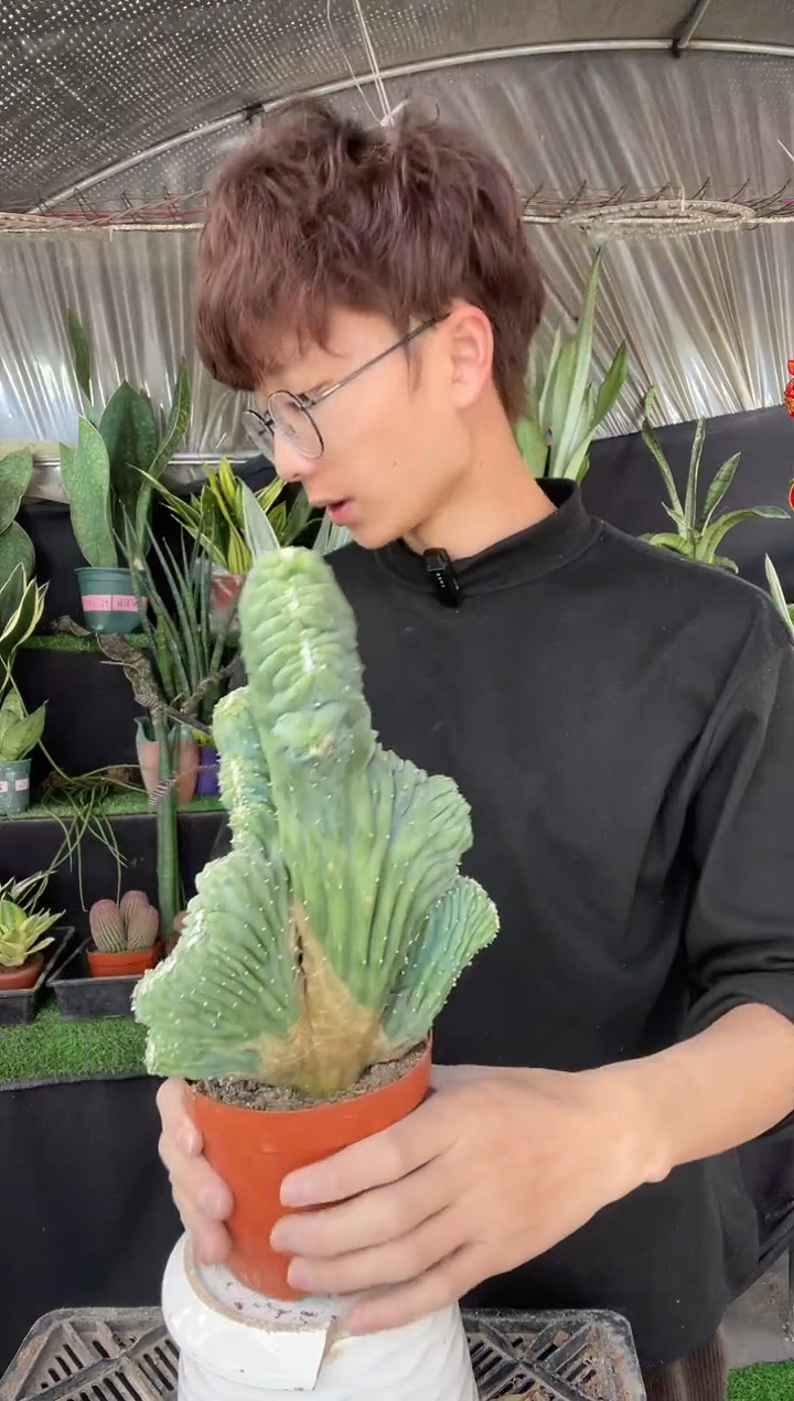 【闪购商品】五指山脱土裸根16.8