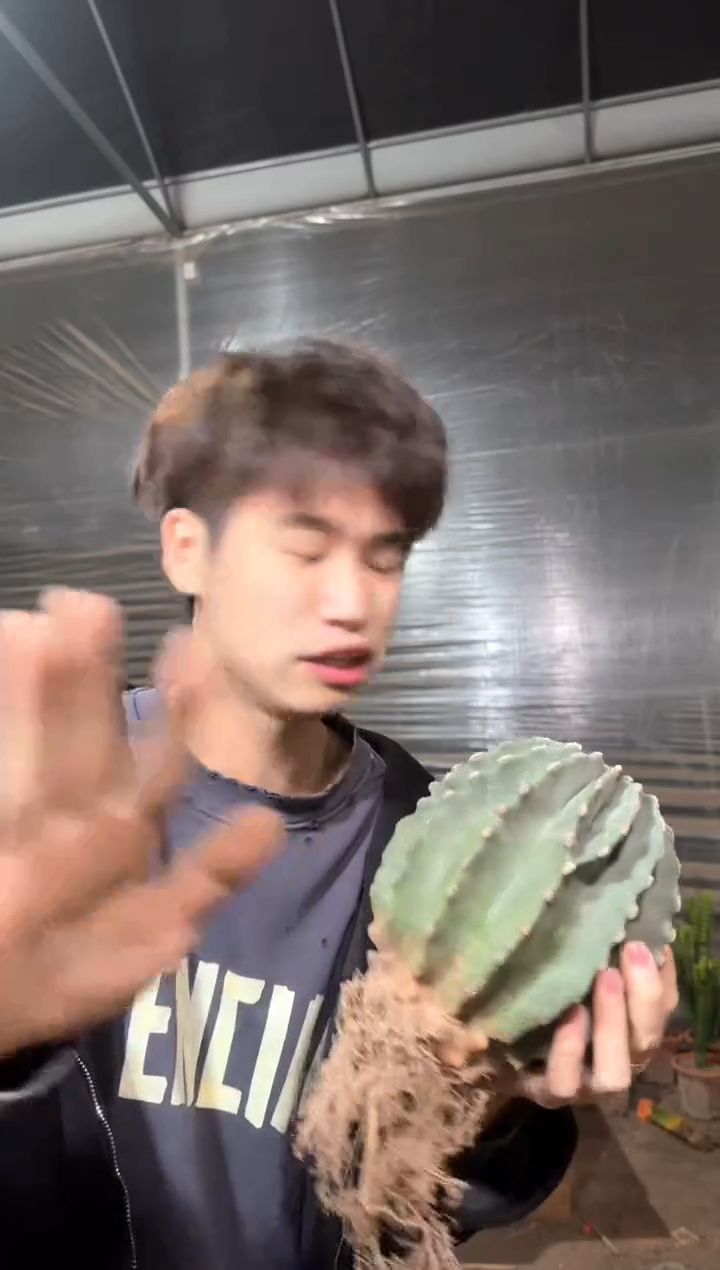 超大 无刺王冠龙【带根】