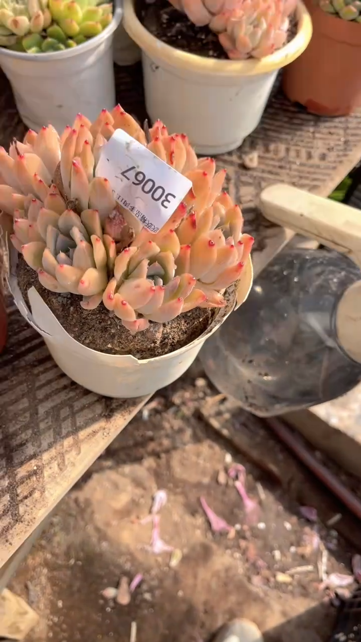 高****头跃跃精品多肉30067