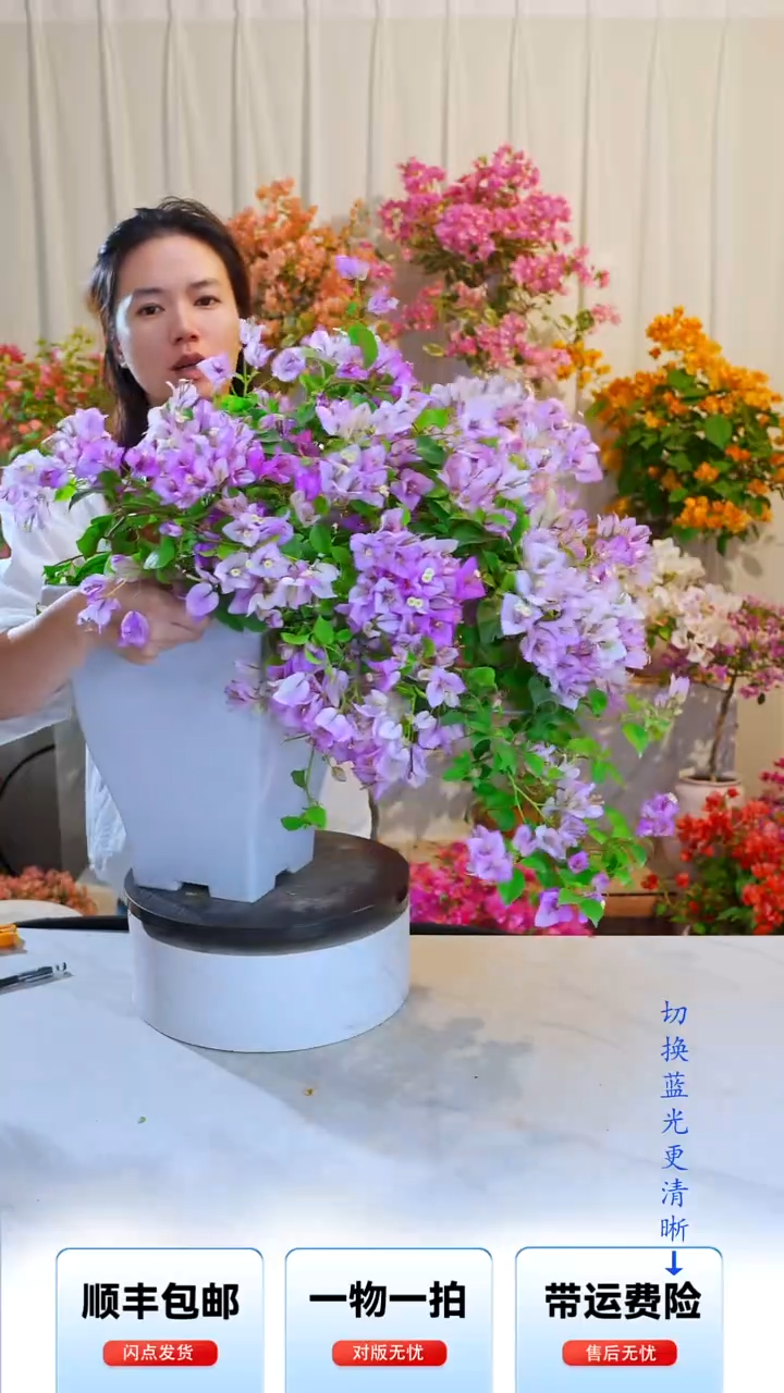大部分开放少量花苞梦幻雪紫
