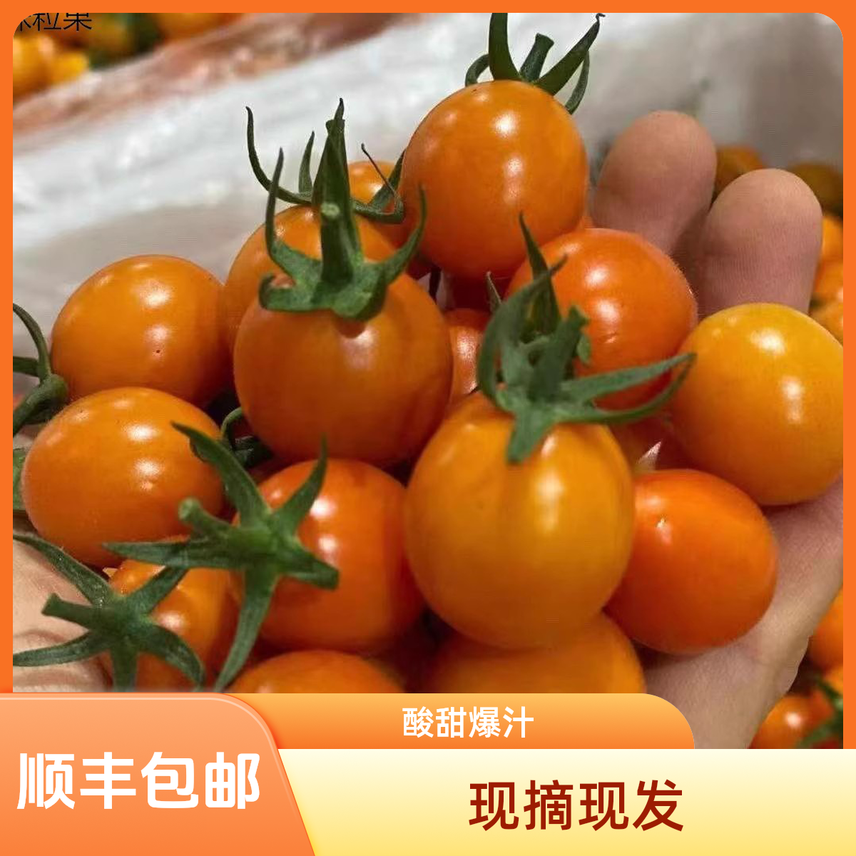 【糖葫芦小番茄】福建漳州盐碱地圣女果黄色小番茄现摘孕妇新鲜水果
