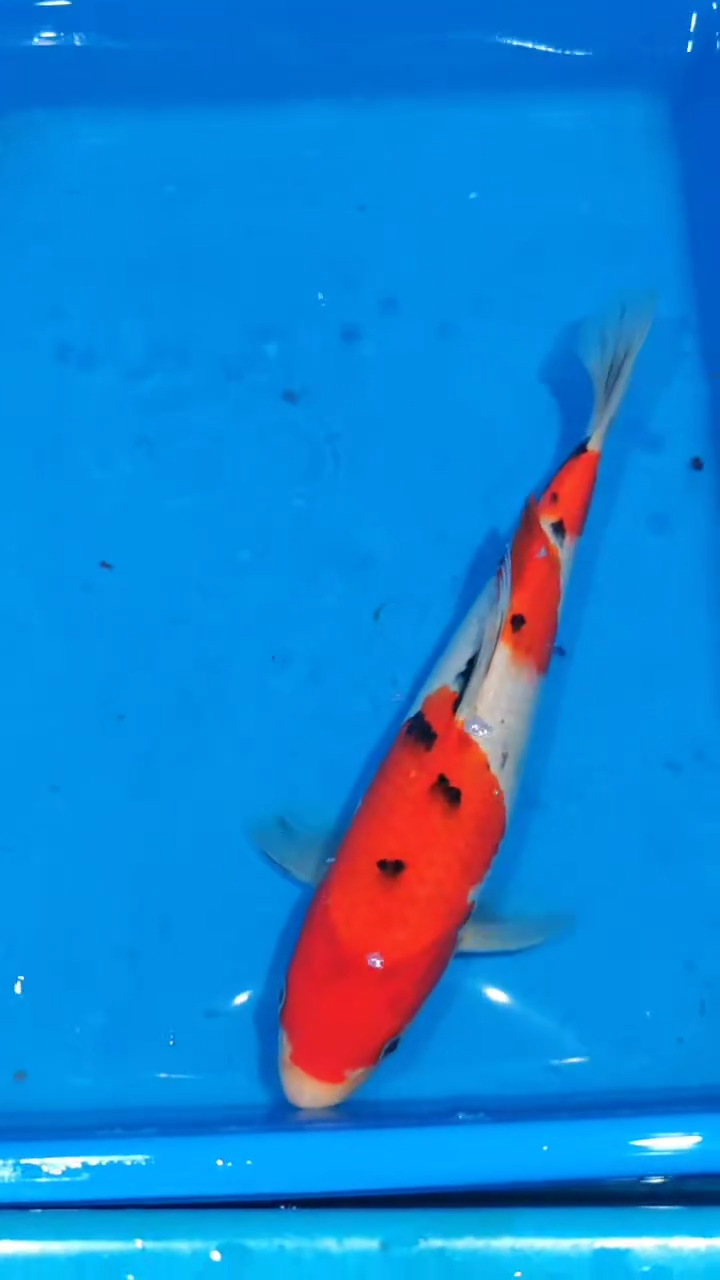 锦鲤015-浦川大正（锦鲤统一发顺丰空运到付）