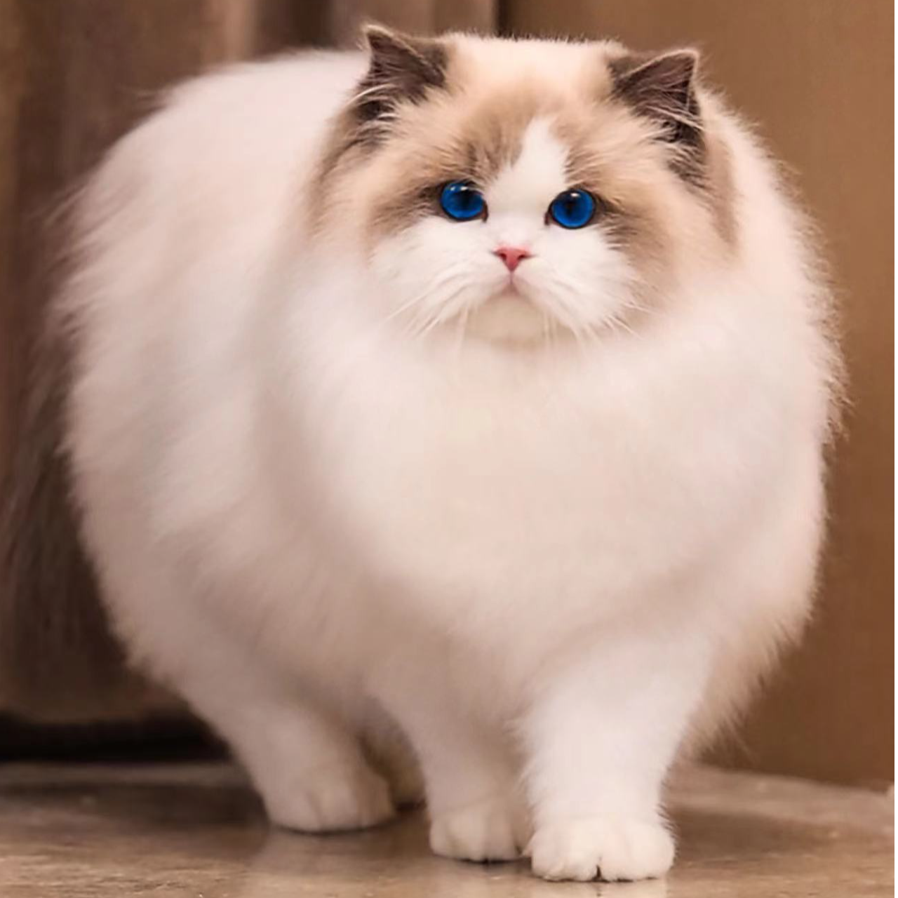 【彬彬布偶猫舍】活体猫咪