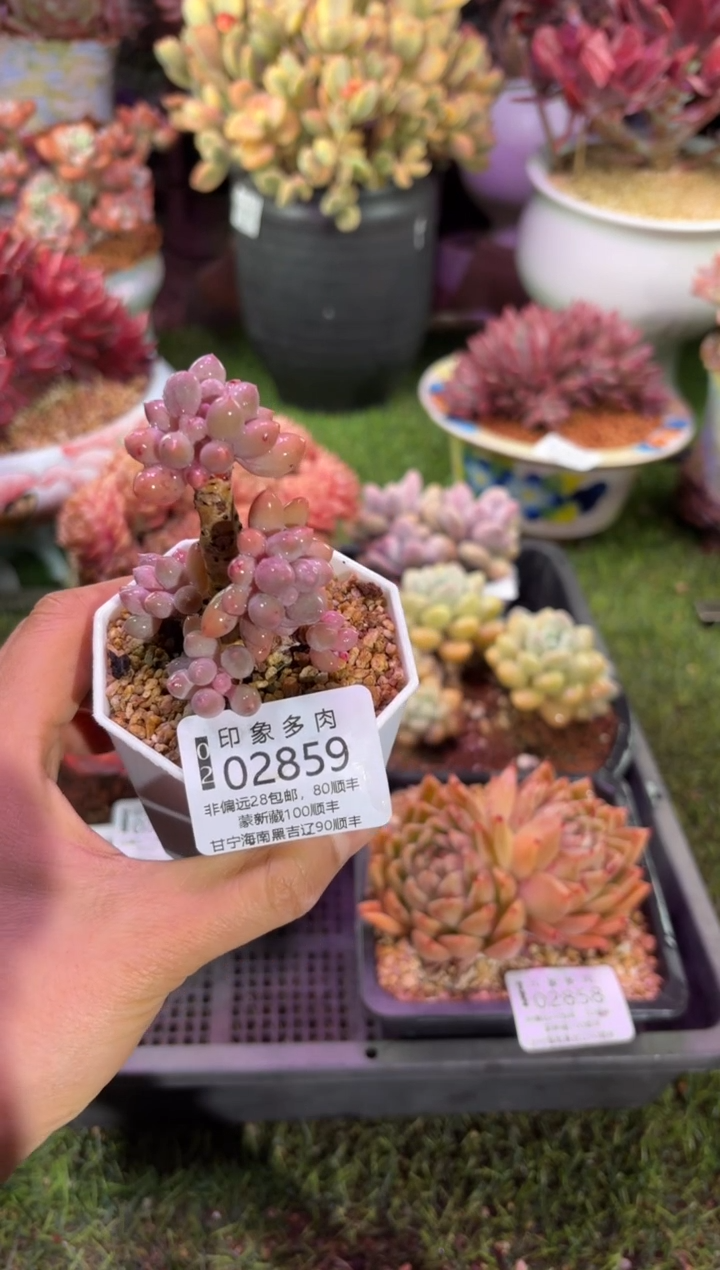 【闪购商品】02859