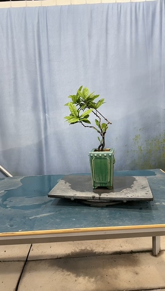 无花朵龙船花龙船花龙船花龙船花