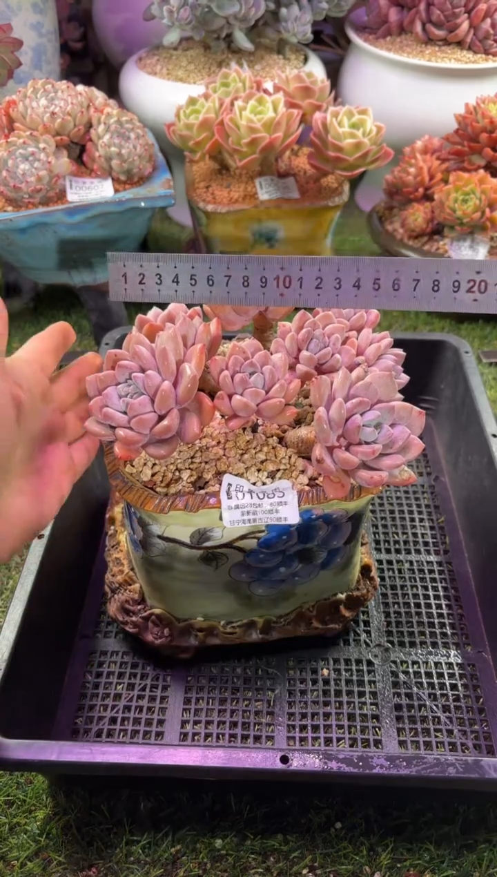 【闪购商品】01085