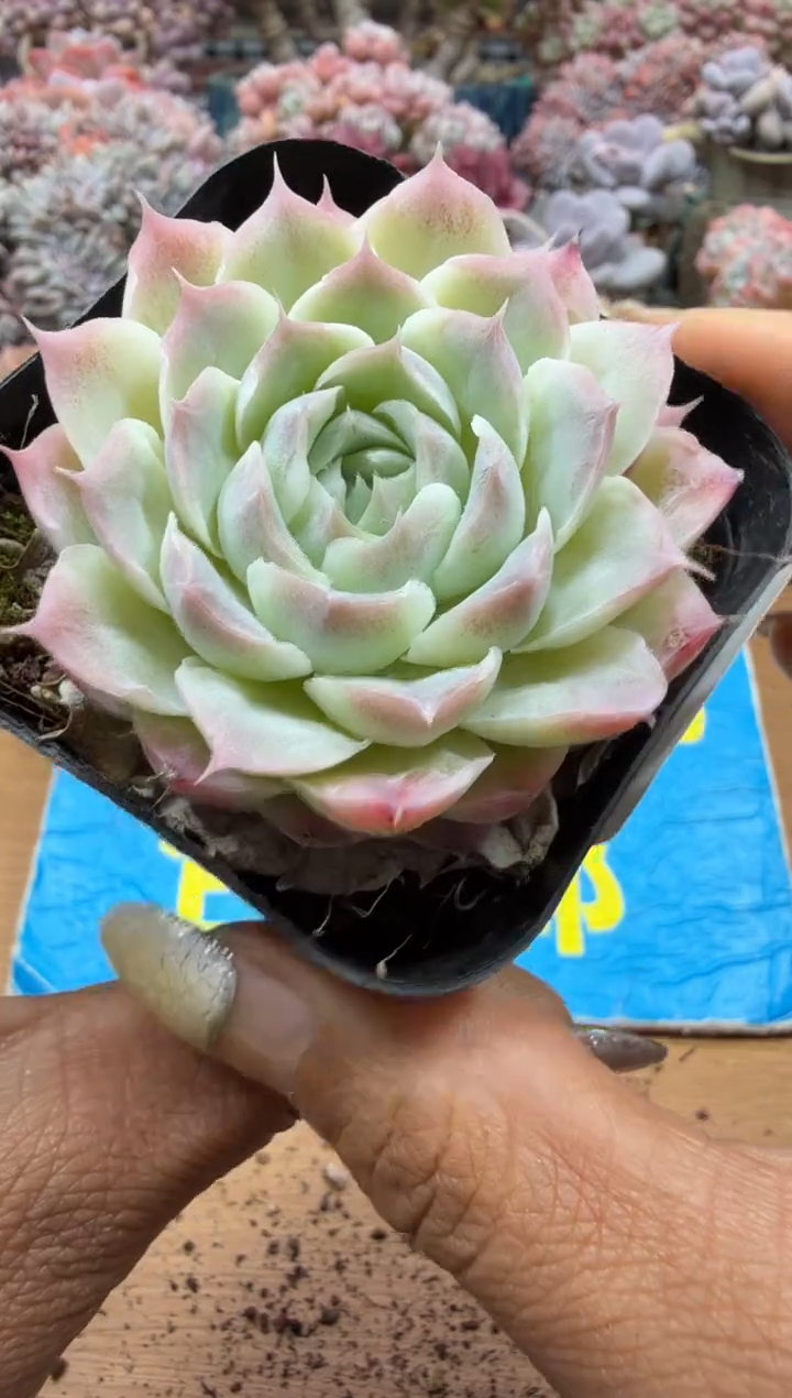 东云多肉园二店-258