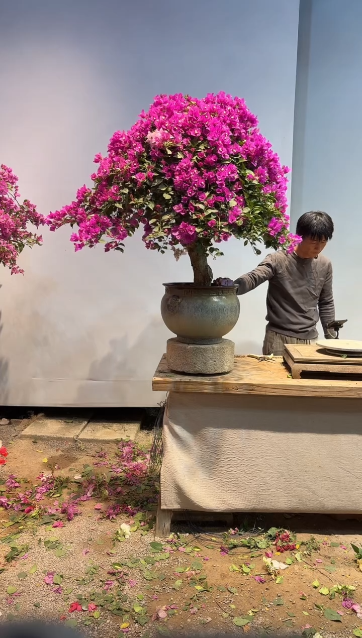 以实际为准石*三角梅59