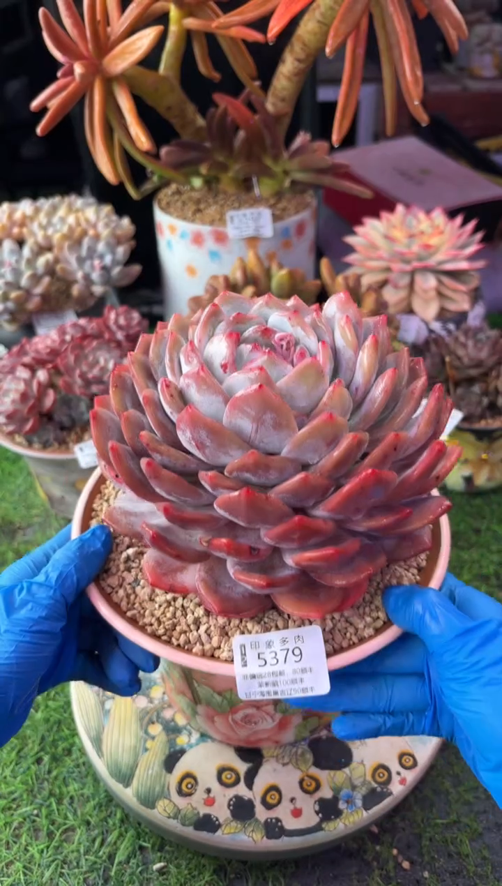 昆明印象多肉5379