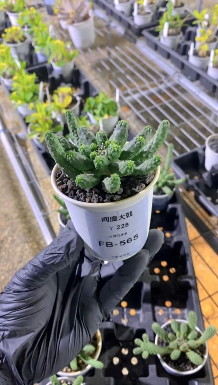 【闪购商品】阎魔大戟FB-565