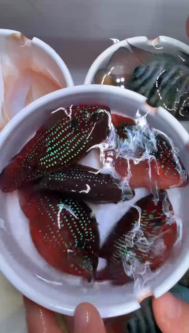 红宝石鱼红宝石球5条