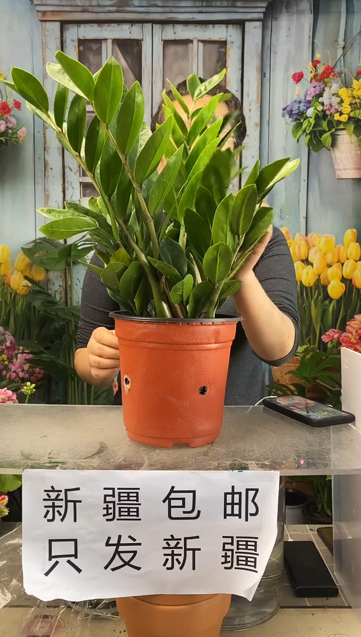 【闪购商品】红陶金钱树1盆