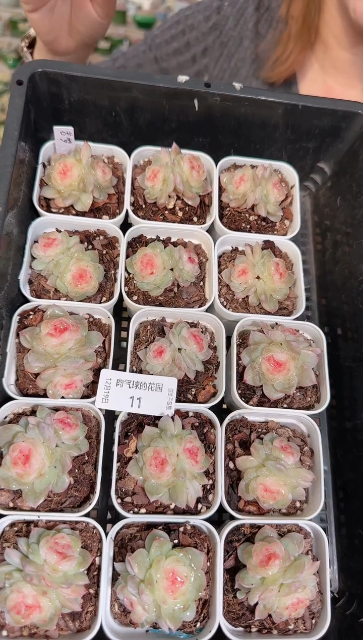 1219-11若梦双头多肉量拍任意发一颗群生不包整