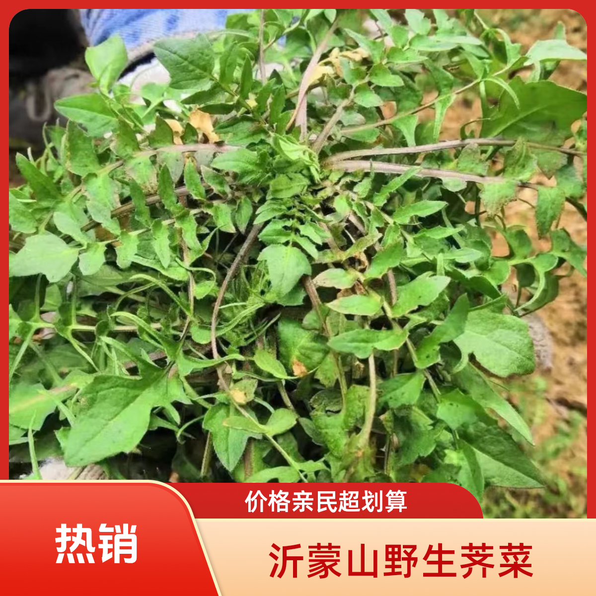 沂蒙山野生荠菜现挖现发野菜野生山荠菜新鲜发货整箱包邮