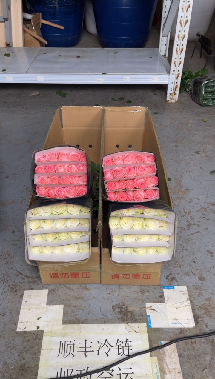 骄傲20枝+戴安娜20枝