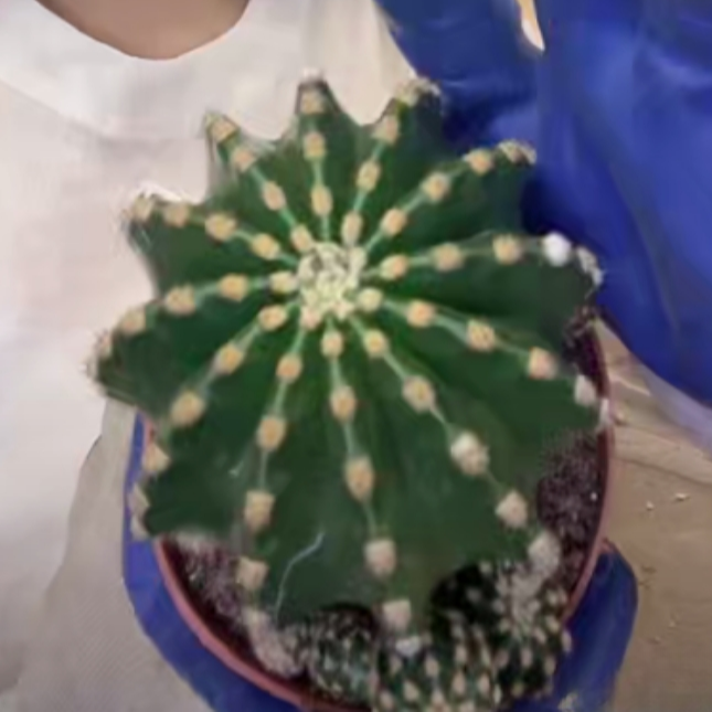 二妹园艺【 1颗 黑金刚  实生根 】【高度保8公分】脱土随机发货