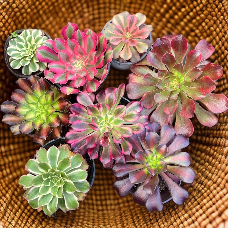 法师组合套装（累计满9.99包邮）吹吹多肉老桩多肉