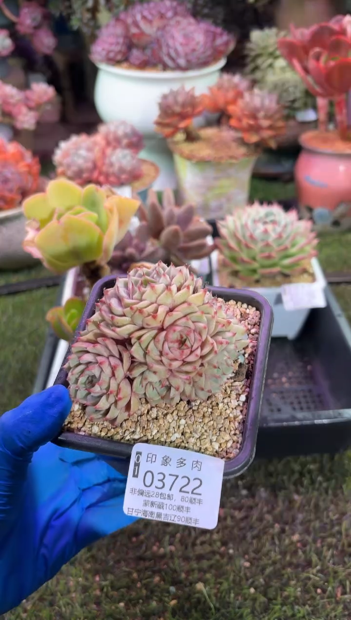 【闪购商品】03722