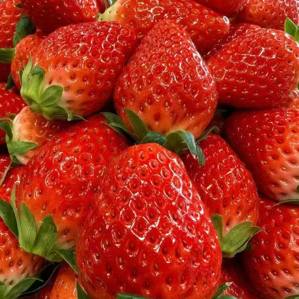 {全吉果园}盐城本地当日现采奶油草莓1份（一斤半）