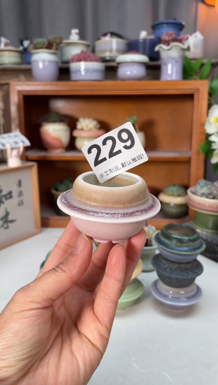 瓷片燕*229小芳直播编号