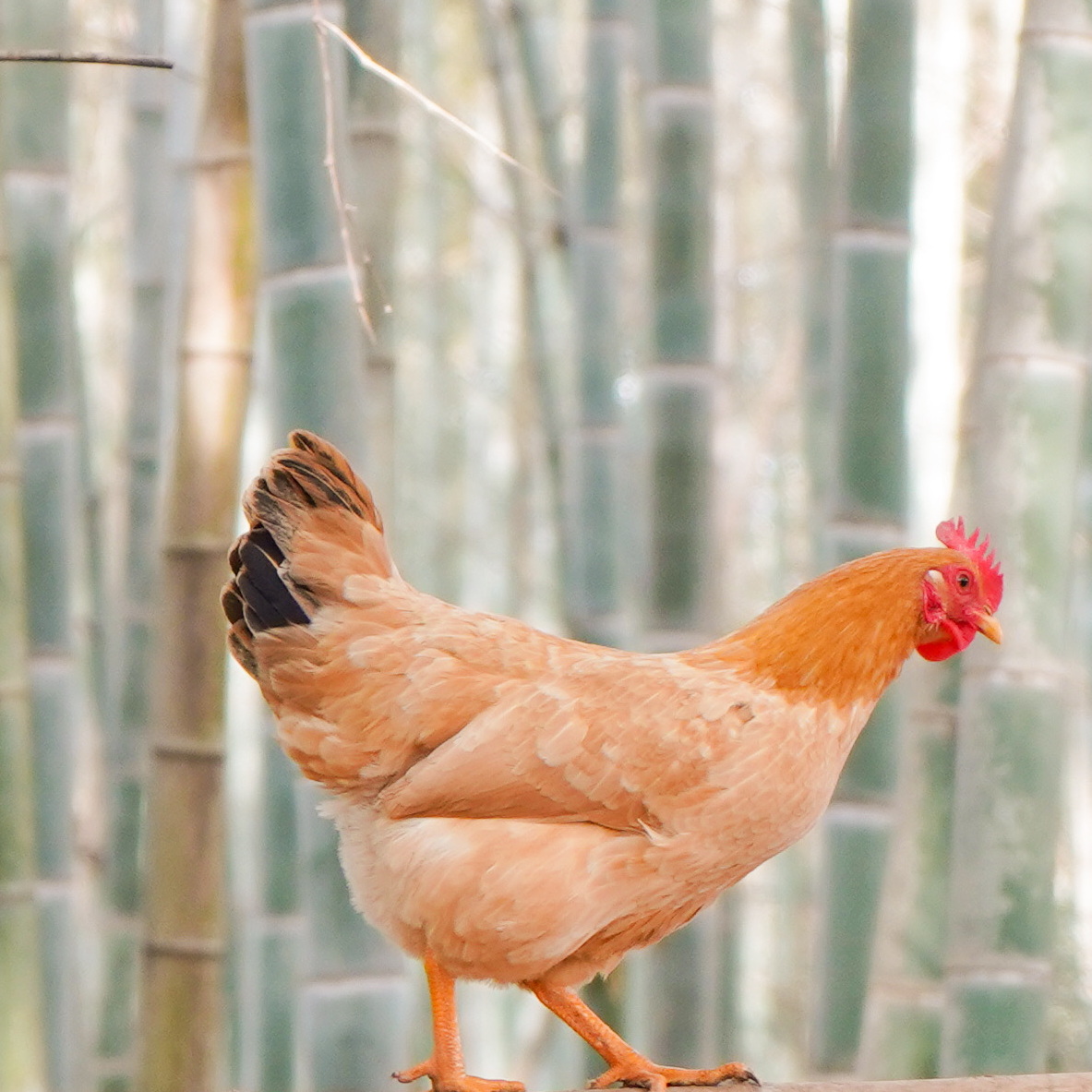 【宠物鸡】2只下蛋小母鸡 跑山鸡 走地鸡 京东/顺丰包邮