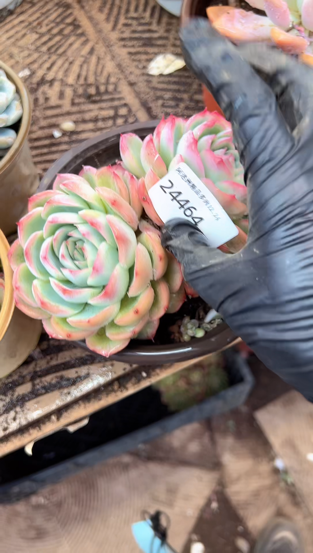 鑫***m多肉植物一物一拍24464