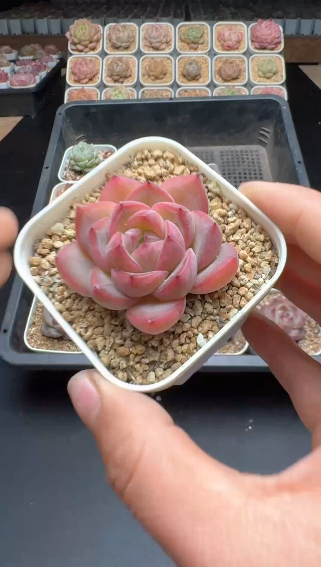 【闪购商品】252号 珍妮杂交多肉 花卉植物