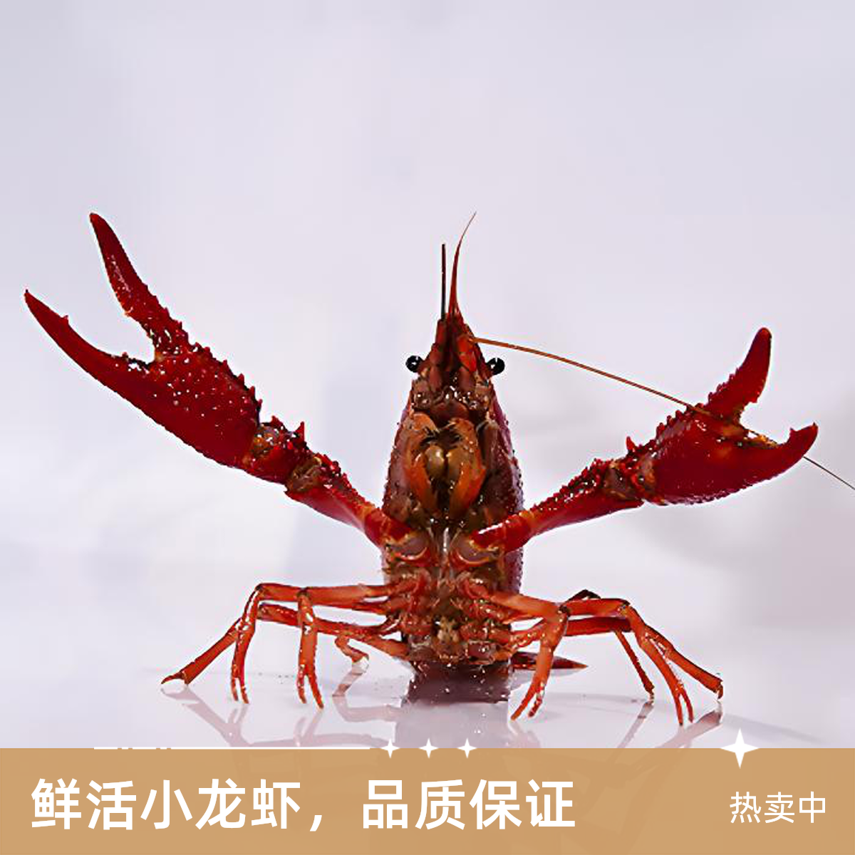 【新永发·活鲜福利】江苏硬规格小龙虾活（大青）满肉大红尝鲜价一斤（非加氧配送，介意勿拍）