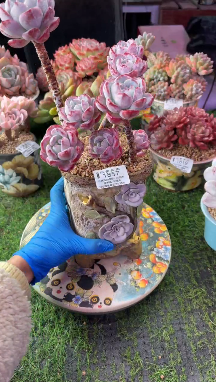 昆明印象多肉1857