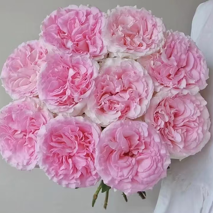 【花之洲】基地自产洛神玫瑰10枝 全店任意两单顺丰包邮