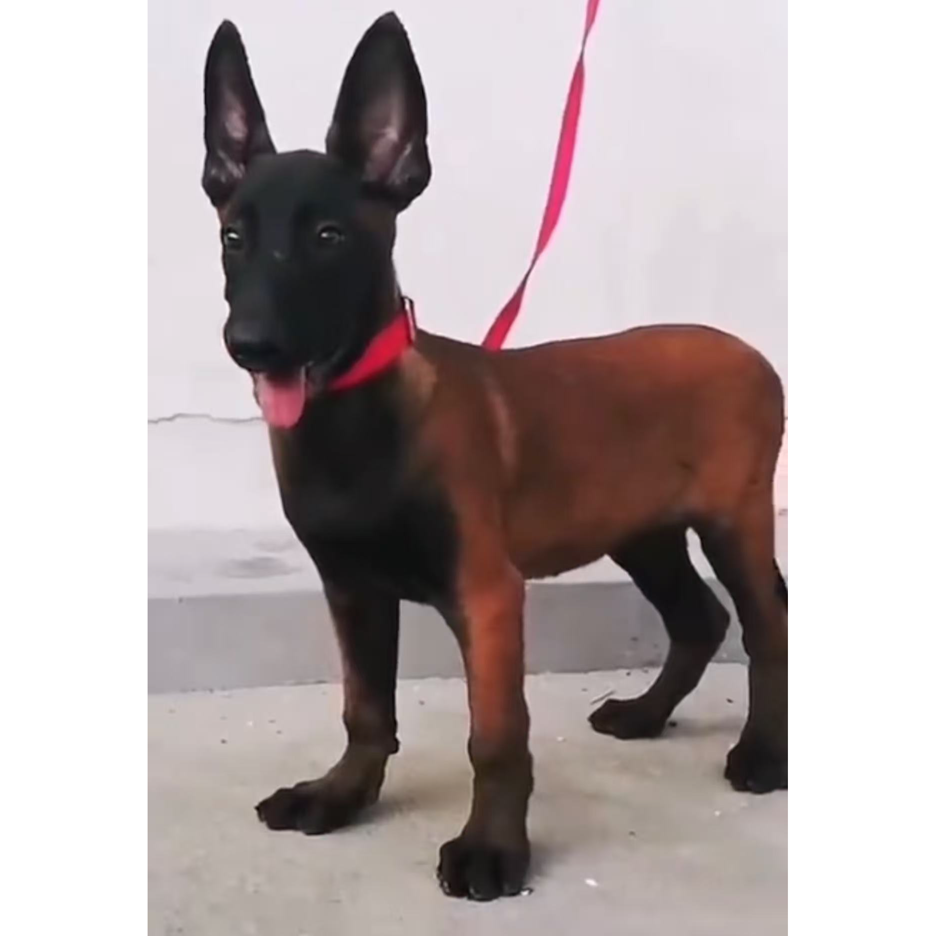 （婷婷家的护卫犬）T狗狗活体