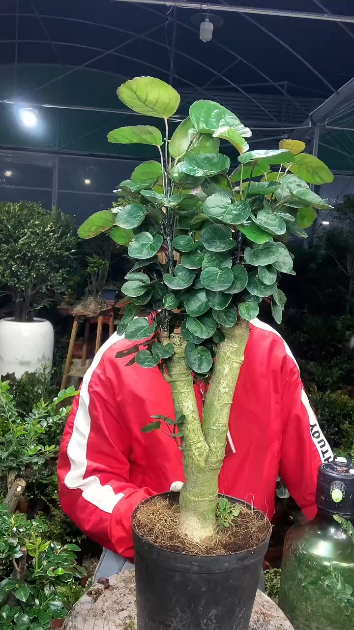 完全开放111111111