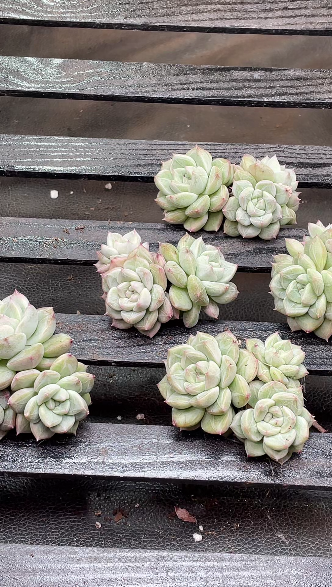 25-83新珍妮群3-4厘米不包整散量拍发一颗