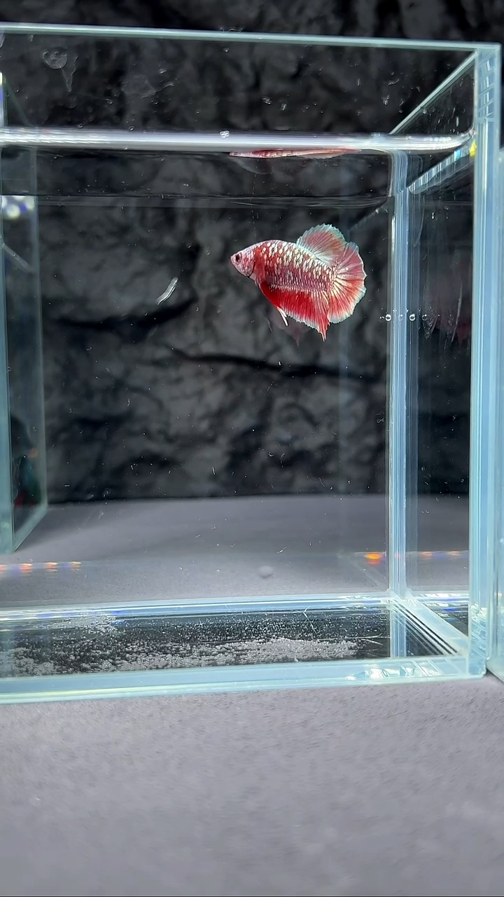 斗鱼竞拍链接A072