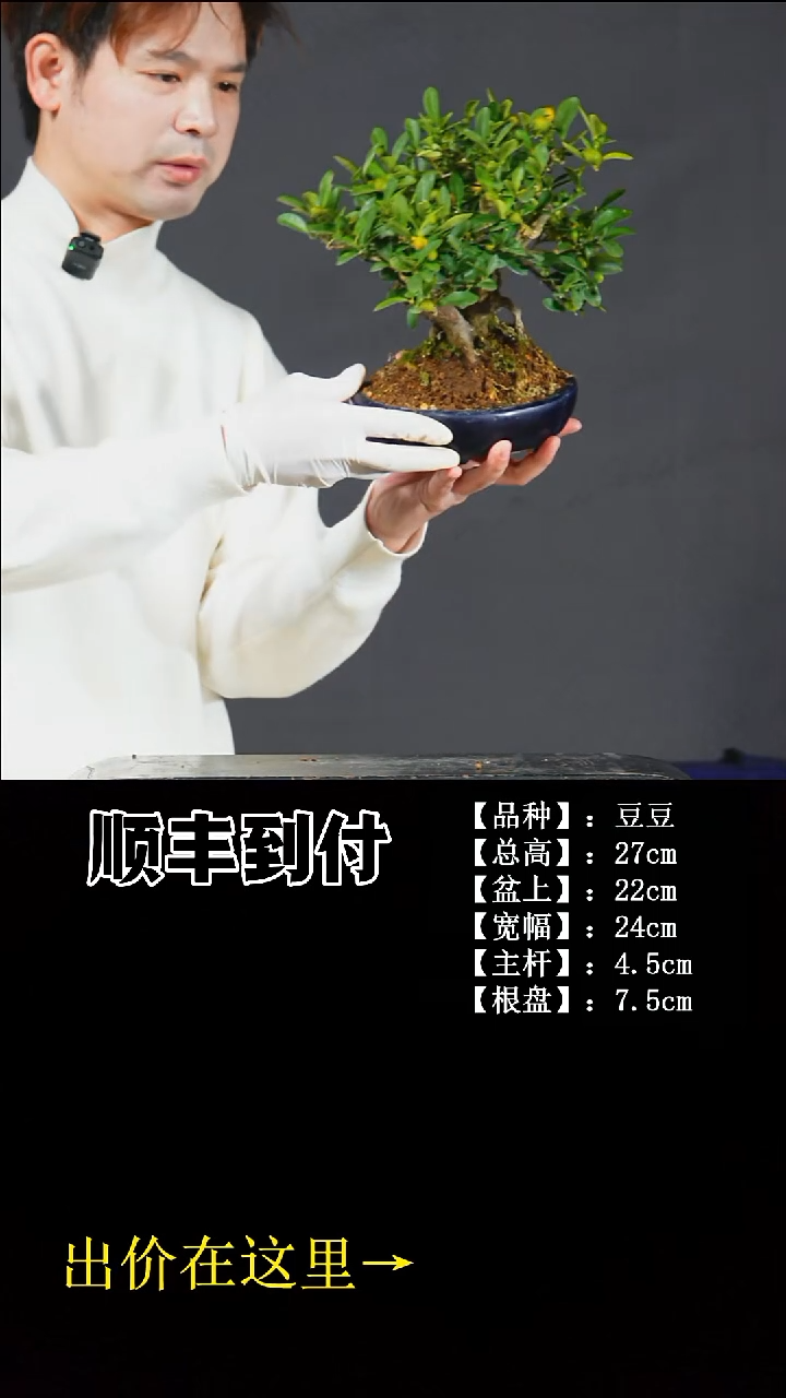 无花朵C269 豆豆 不包邮