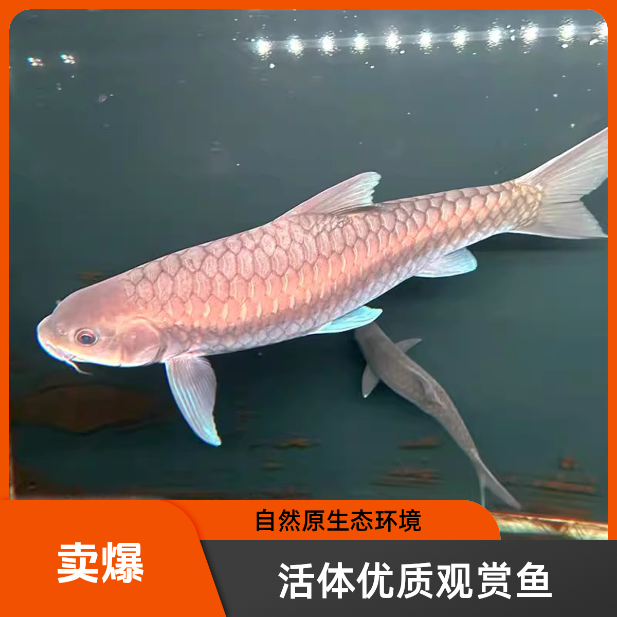 保山蓝吉罗鱼清水河包野原生水族最大可长一米多史式新光唇泰国野