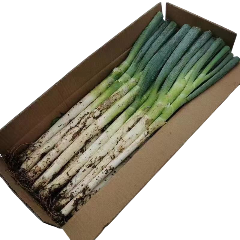 山东铁杆大葱新鲜带皮去半叶冬储耐存三分甜七分辣铁杆大葱